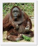 Orangutan_E (5) * Eloise beim Frühstücken * 512 x 640 * (410KB)